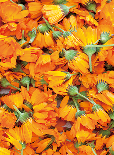 Lutene Ester® Lutein Ester